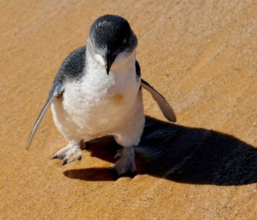 58 Australian fairy penguins slaughtered in suspected dog attack