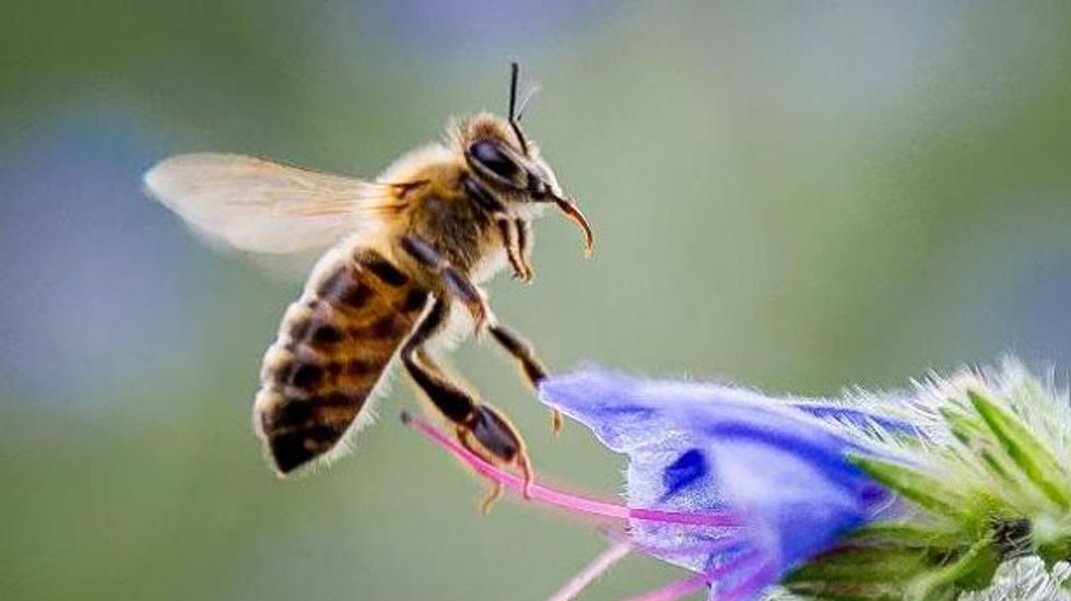 Climate change is disrupting flower pollination, research shows