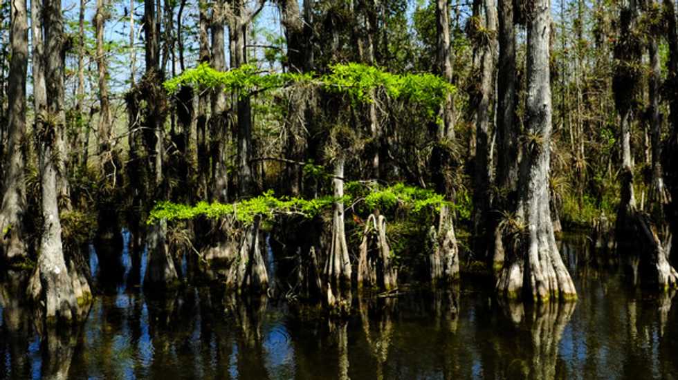 Climate change alters what’s possible in restoring Florida’s Everglades