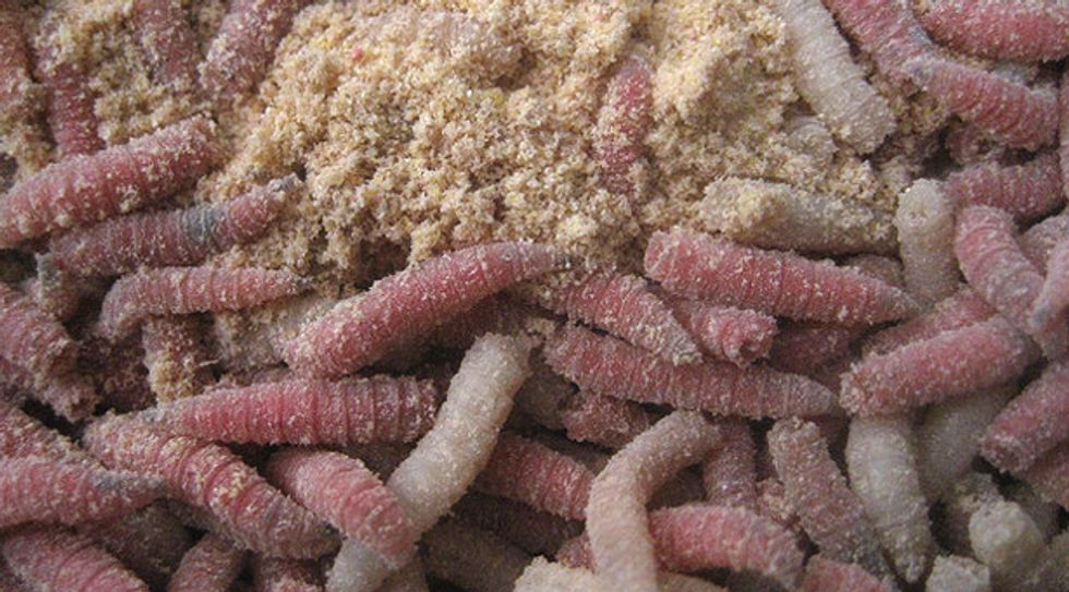 Emails reveal MI prisoners assaulted by food service contractors, served maggot-ridden food