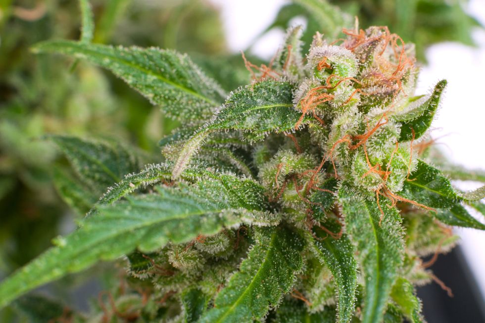 Cops raid couple for drinking tea and shopping at a gardening store