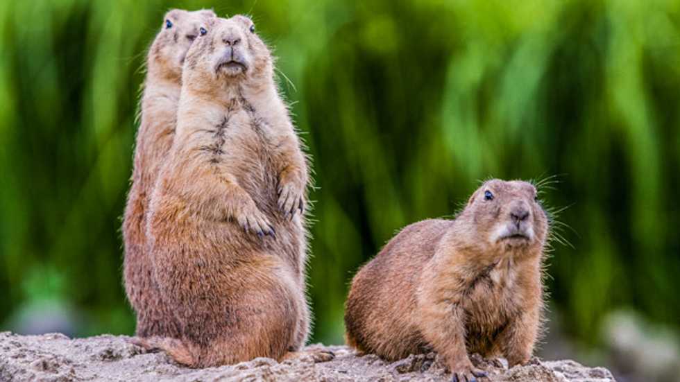Three more cases of the plague in Colorado linked to prairie dogs