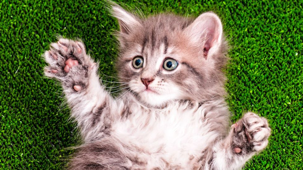 CatCon 2015: Here are 8 things we learned at the first-ever ComicCon for feline lovers