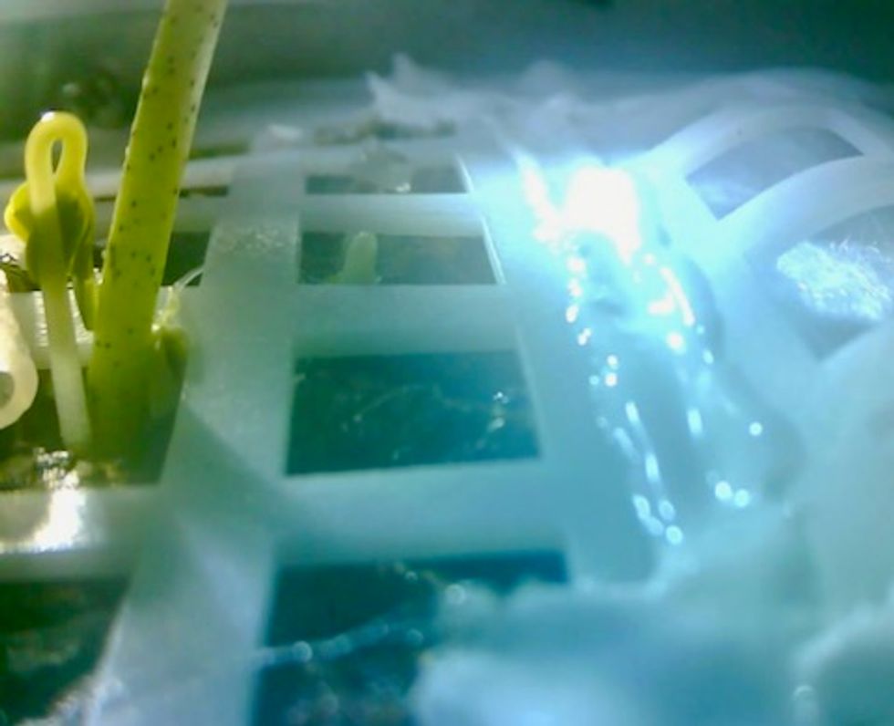 Cottoning on: Chinese seed sprouts on moon