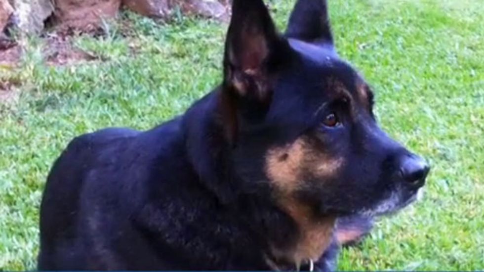 Georgia cop shoots dog, threatens owner with arrest when he attempts to take dog to the vet