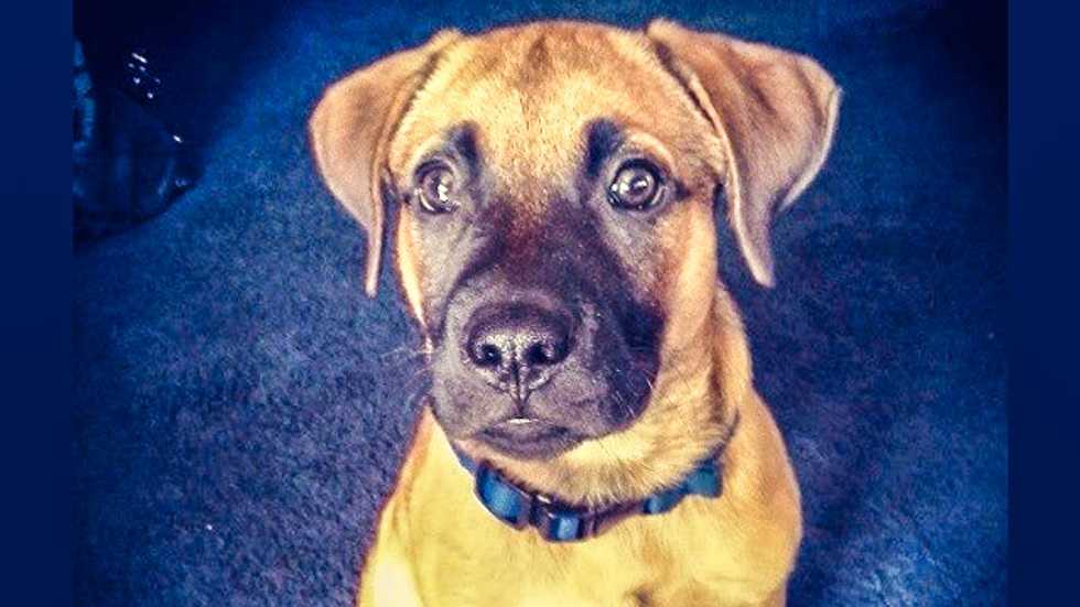 IL cop shoots 6-year-old girl's pet in head as she watches: 'The dog wasn’t doing anything'