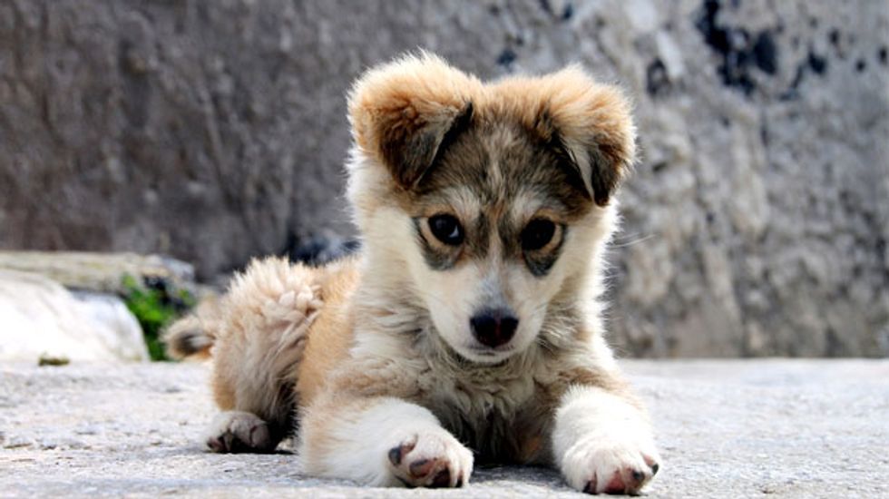 Can evolution explain why so many domesticated mammals have floppy ears?