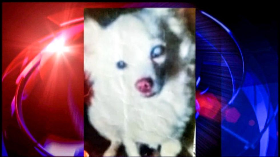 Houston cop forces family to leave blind Chihuahua at roadside to die in traffic stop