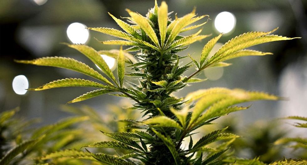 US senators from both parties try to ease banking for marijuana businesses