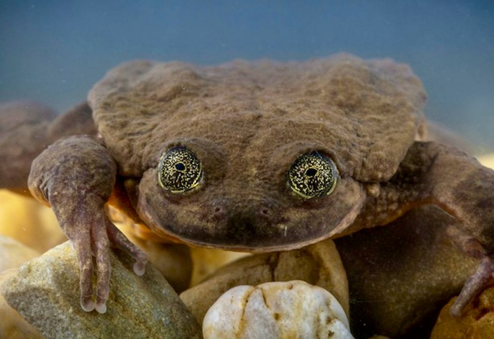 Romeo and Juliet: the last hopes to save Bolivian aquatic frog