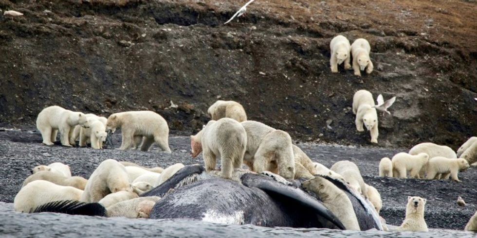 Polar bears crowd on Russian island in sign of Arctic change