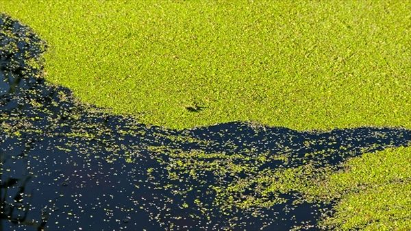 How algae can harvest precious metals and biofuel from mining’s toxic sludge
