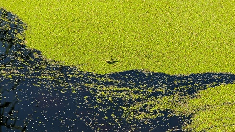 How algae can harvest precious metals and biofuel from mining’s toxic sludge