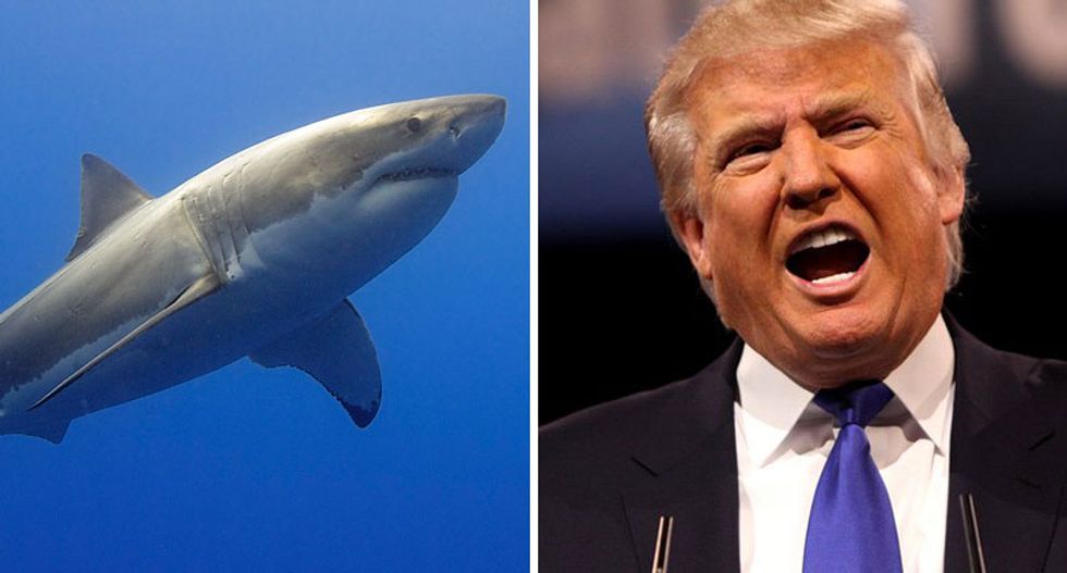 MSNBC's Ari Melber dissects Trump’s strange fascination with sharks: They represent 'something he can’t control'