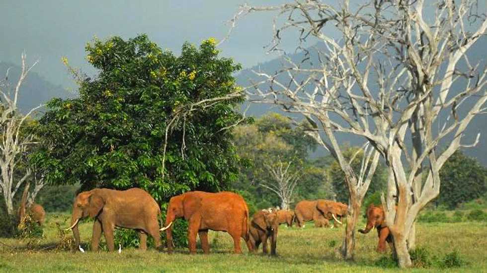 Scientists discover why elephants rarely get cancer