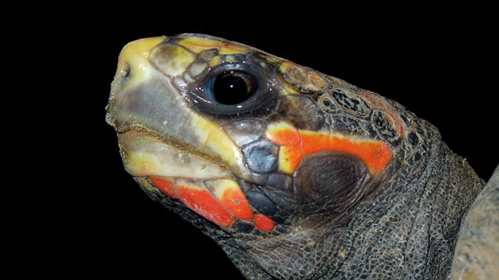 Tortoises trained to use touchscreen as part of spatial navigation study