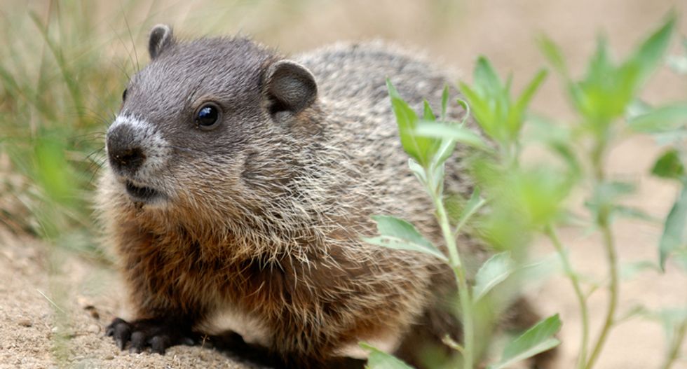 We finally found out what will get a cop fired — and you won’t believe what it is