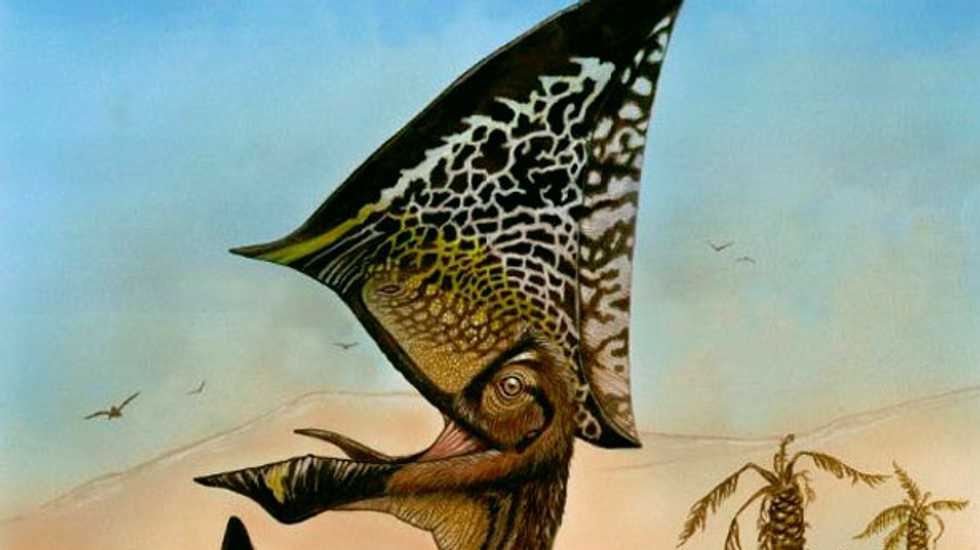 Ancient flying reptile's head crest looked like a yacht's sail