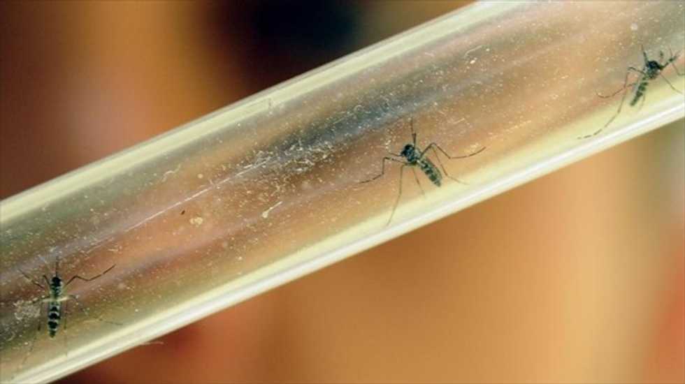 Experimental chikungunya vaccine shows promise in first human trials