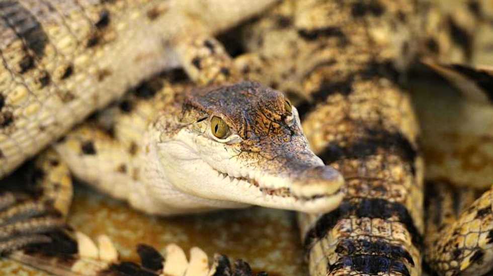 Endangered, extremely rare crocodiles Crocodylus mindorensis survive in Philippine 'Noah's Ark'