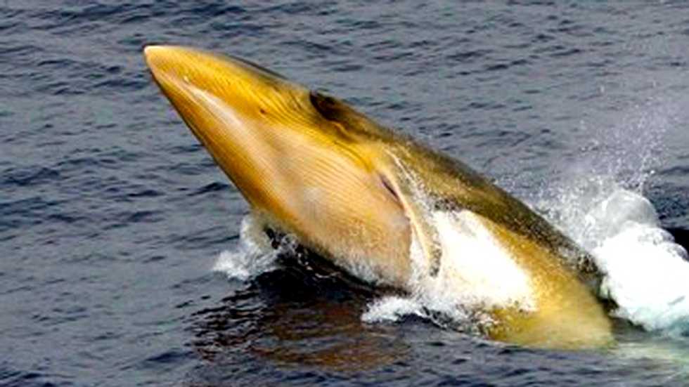 Study reveals Antarctic minke whales feeding 'frenzy'