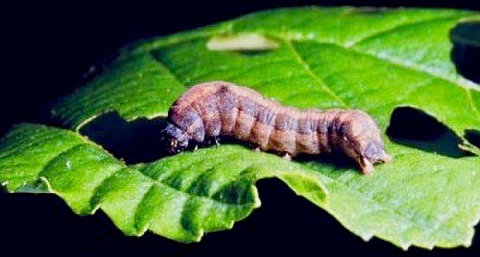 Moth gut bacteria could help create new antibiotics