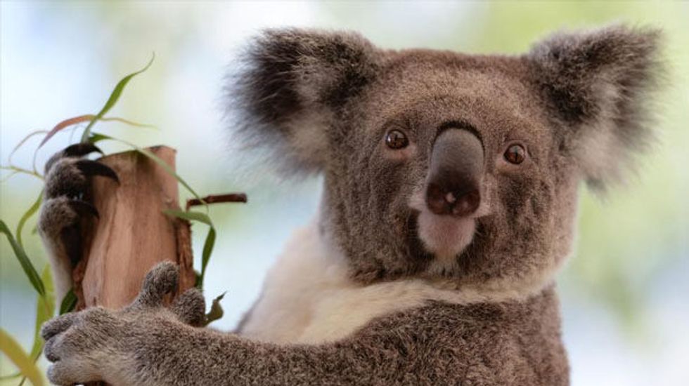 'Entire species are being wiped out': Ecologists say half a billion animals may have been killed by Australia wildfires