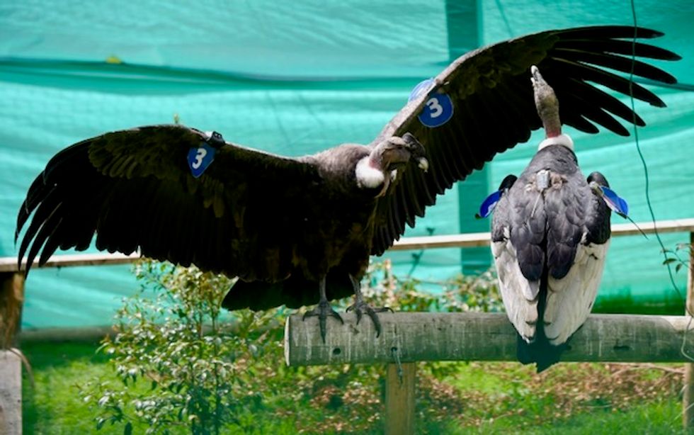 Man versus condor: the king of the Andes under threat