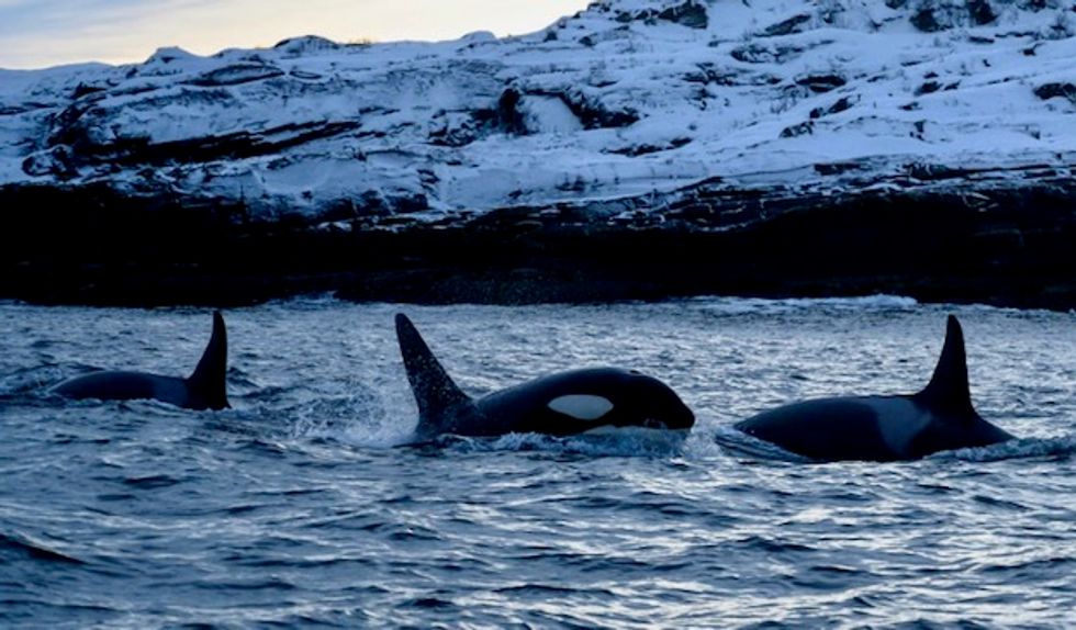 Climate change pushing killer whales to migrate north