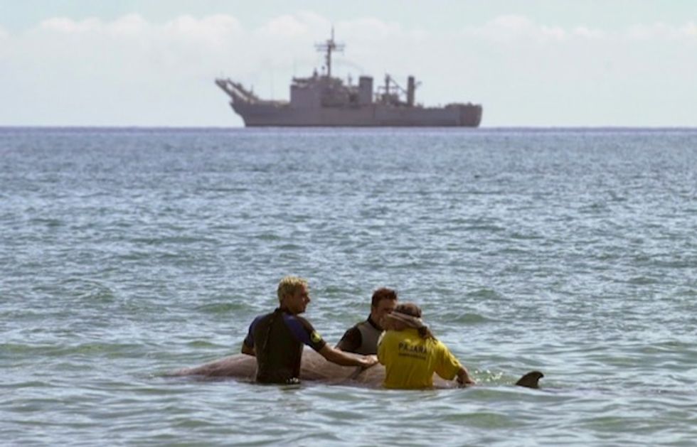For some whales, sonar may provoke suicidal behavior: study