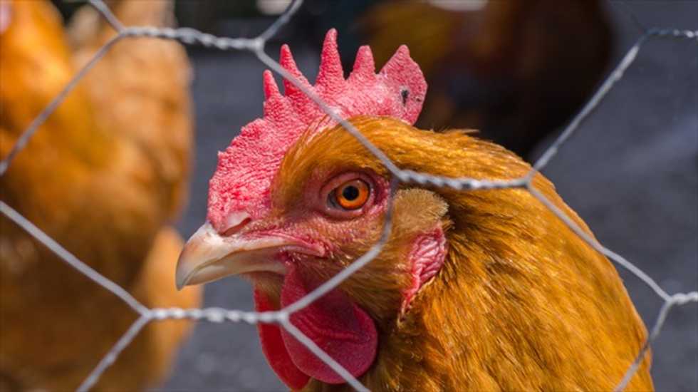 USDA Secretary orders update of animal welfare research strategy