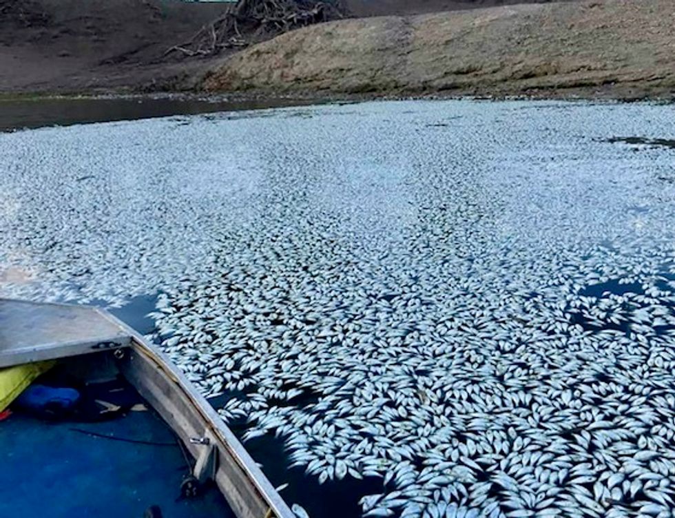 Australia river agency pilloried amid mass fish deaths