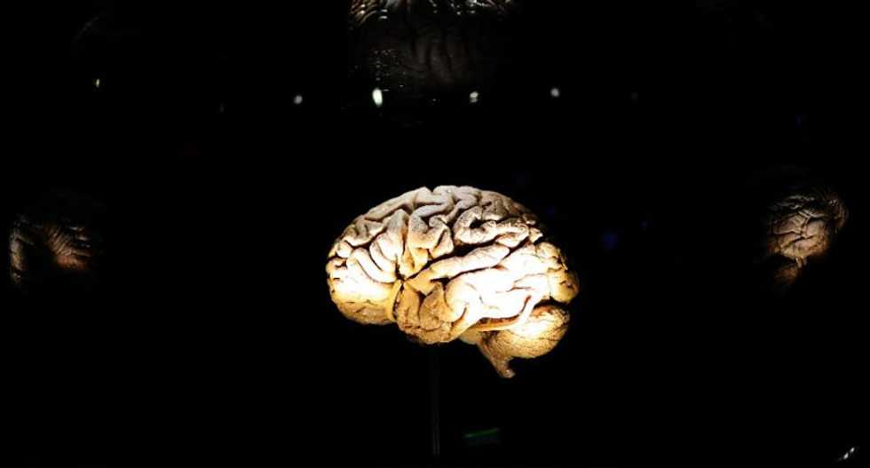 Mammals with large brains are more likely to go extinct: study