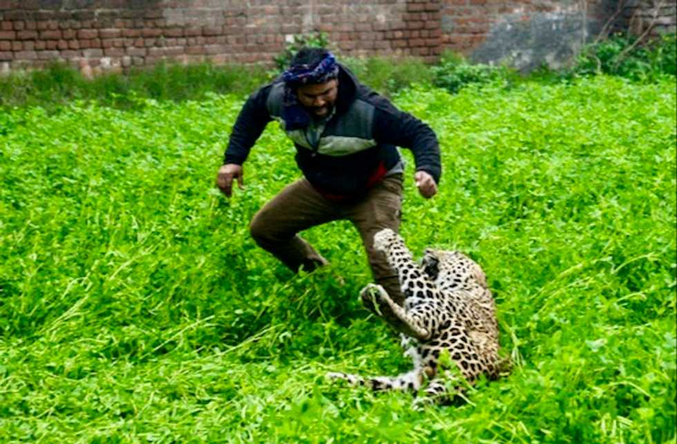 Marauding leopard causes panic in Indian city