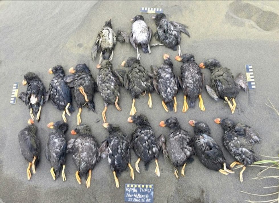 Climate change killing off Bering Sea puffins, say scientists