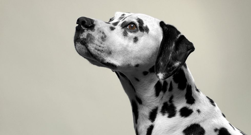 Animals can suffer, too -- and here is how we know