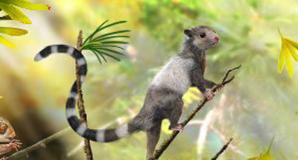 Newly discovered squirrel-like creatures suggest mammals first appeared 208 million years ago