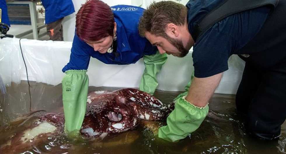 Scientists given rare glimpse of 770-lbs colossal squid