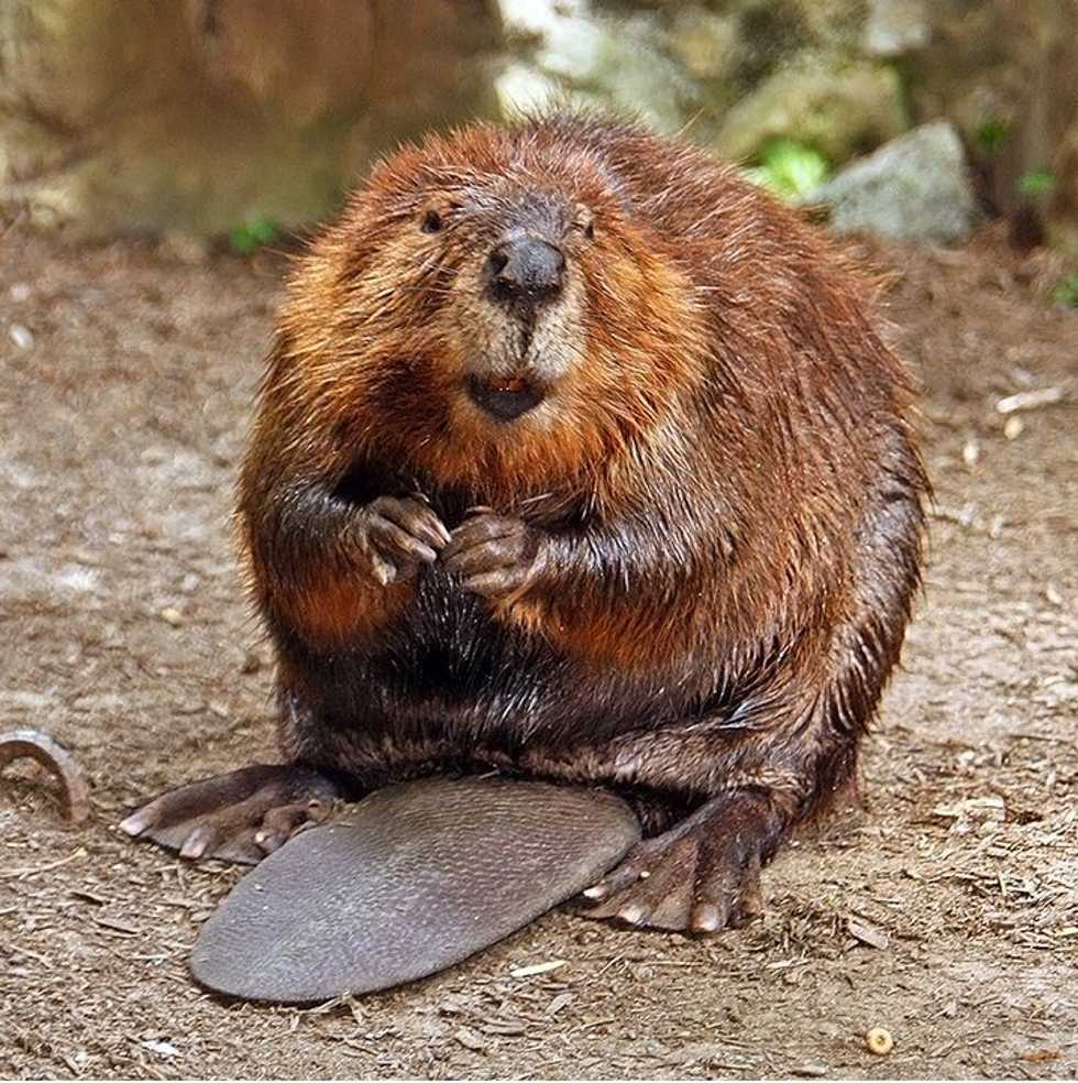 What you should know about giant human-sized beavers