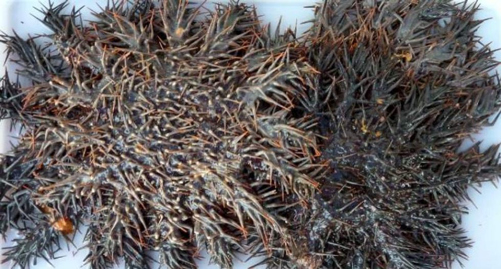 Coral in the Pacific Ocean is getting help from an old enemy against hungry starfish