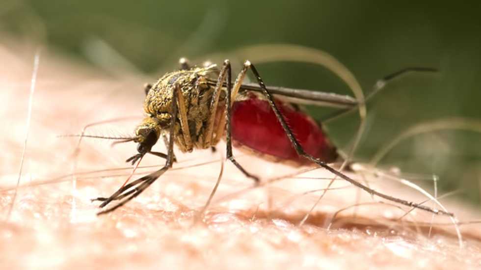 Millions of GMO mosquitos could soon be released in Florida