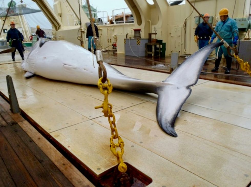 Japan whalers return from Antarctic hunt after killing 333 whales