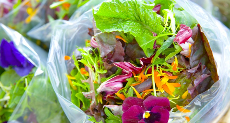 Salmonella thrives in salad bags: new study