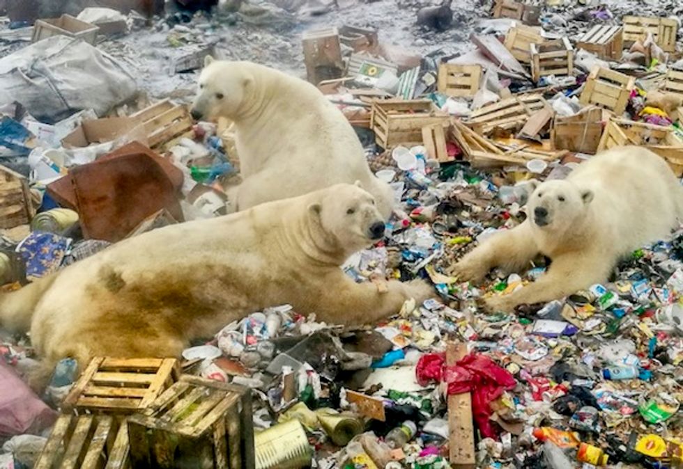 Russia's Arctic plans add to polar bears' climate woes