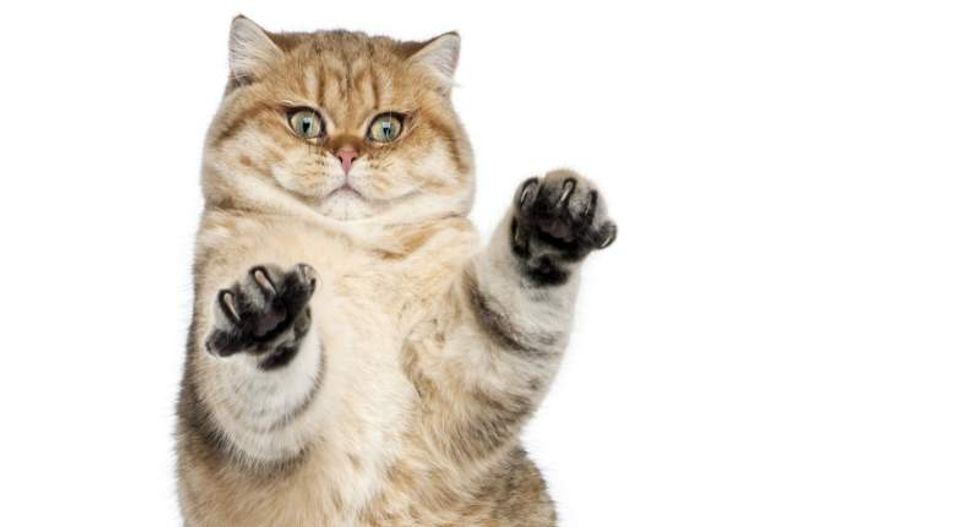 Six fascinating facts about catnip -- the feline drug that can be good for humans