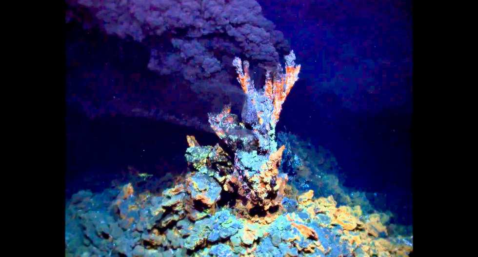New marine species discovered around Indian Ocean hydrothermal vents