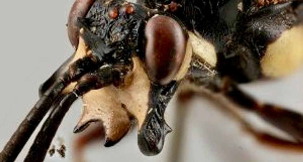 Three new species of 'monstrous' parasitoid wasps discovered