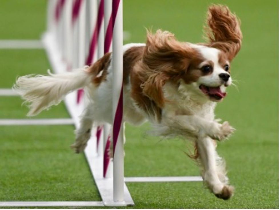 It's dog-eat-dog as Westminster Dog Show kicks off in New York