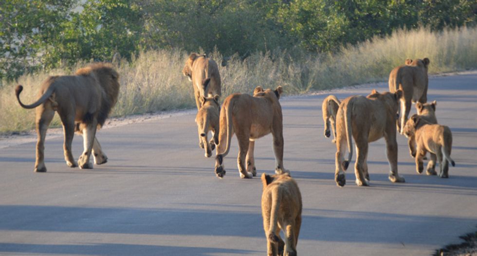 Poacher ‘met grisly end’ after being killed by an elephant and eaten by a pride of lions: report