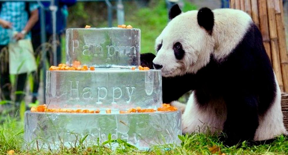 World's oldest male panda dies